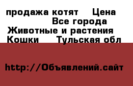 продажа котят  › Цена ­ 15 000 - Все города Животные и растения » Кошки   . Тульская обл.